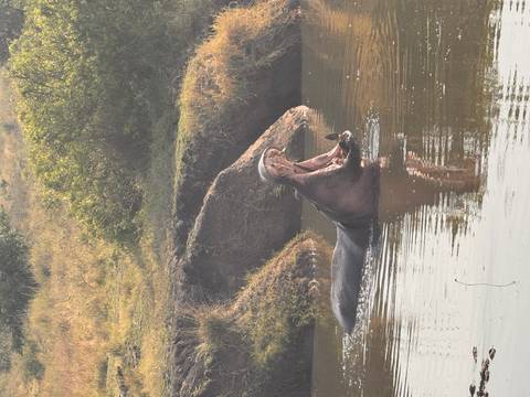 Hippopotamus opening its mouth in a river.