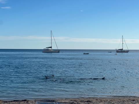 Ocean with two sailboats and dolphins swimming near the surface.