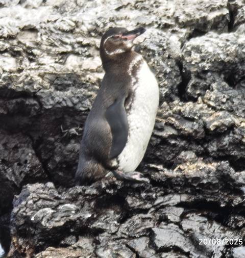      Blurred close-up of a penguin against rocky background.
  