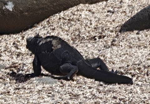       Marine iguana on a rocky shoreline.
  