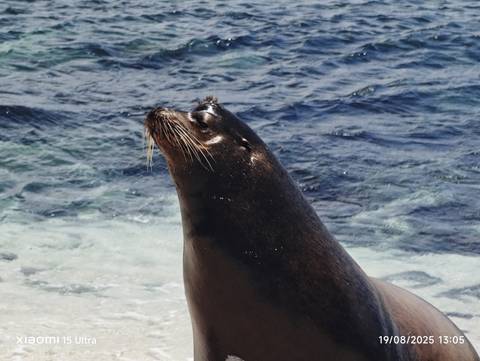       Seal basking on a rocky shore with ocean waves.
  