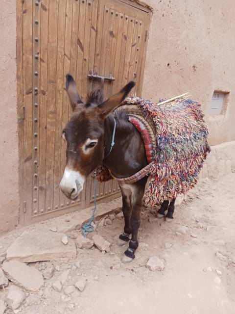       Donkey with colorful blanket standing by a wooden door.
  