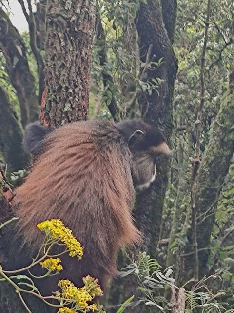       Blurry image of a monkey on a tree.
  