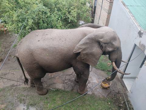       A large elephant stands near a building.
  