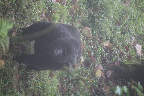       A young gorilla in a forest setting.
  