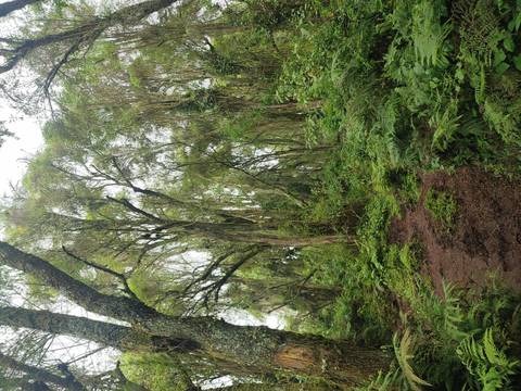       Forest landscape with tall trees and greenery.
  