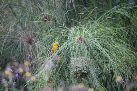       Colorful bird among grassy reeds.
  