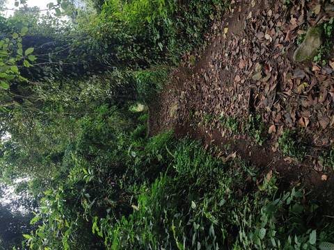       A forested path with dense foliage.
  