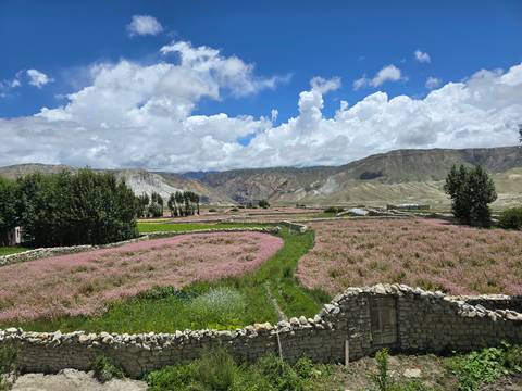       Colorful agricultural fields in a mountainous area.
  