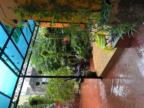 Rainy outdoor scene with a covered patio and plants.
