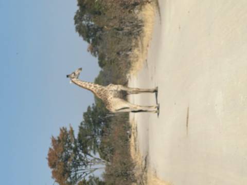 Blurry image of a giraffe standing on a road.