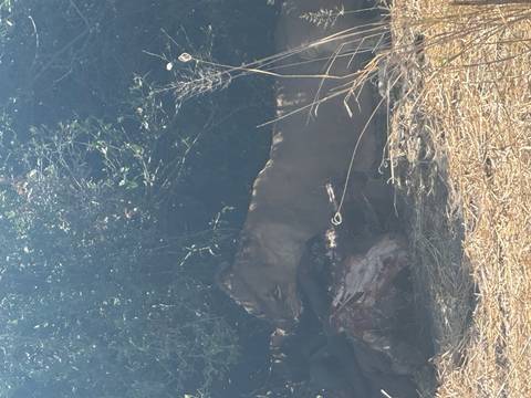 Lioness resting near bushes with remains of prey.