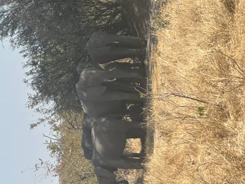 Herd of elephants standing near bushes.