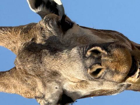       Close-up of a giraffe's face against the sky.
  