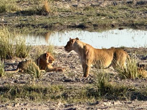       Two lions resting near a waterhole.
  