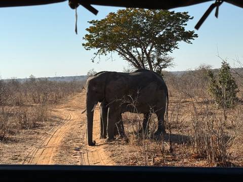       Elephant walking on a dirt path in the bush.
  