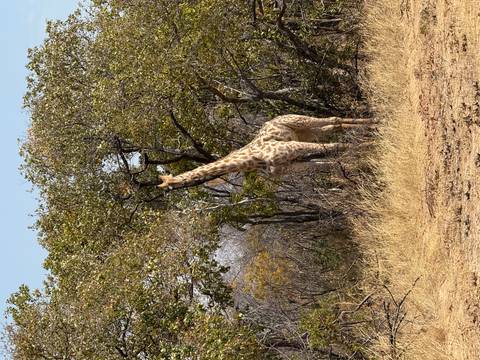 Giraffe feeding on leaves from a tree.
