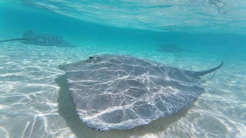 Underwater view of a manta ray swimming over the sand.