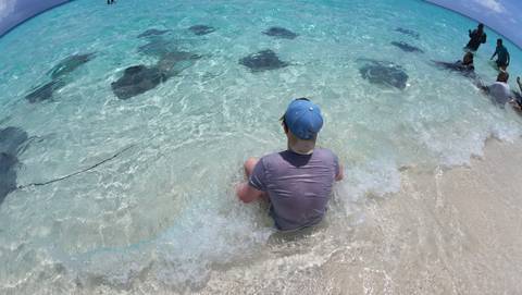       Person sitting on the beach with numerous rays in the shallow water.
  
