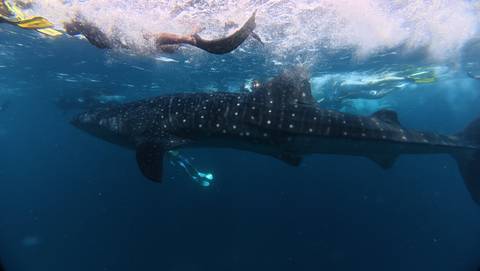 Whale shark swimming in the ocean with snorkelers nearby.