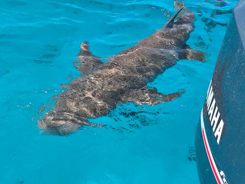 Large fish swimming next to a boat on the open water.