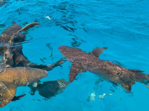       Two large fish swimming near the surface of the clear blue sea.
  