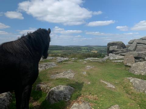 A black horse overlooking a scenic landscape with greenery and rocky terrain.