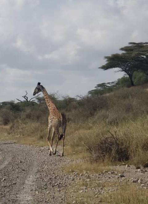 Klantbeoordelingsfoto van 4-daagse spannende Tanzania safari 