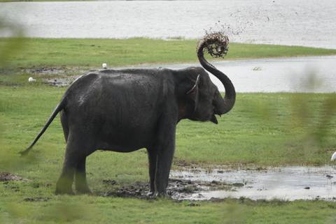 Elephant spraying mud in a wetland area.