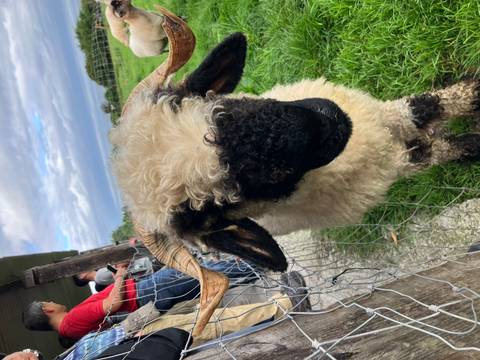       Close-up of a sheep with greenery in the background.
  