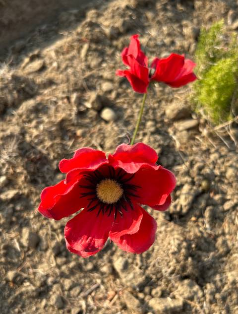       Close-up of a red poppy flower.
  