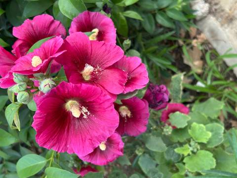       Cluster of vibrant pink flowers.
  