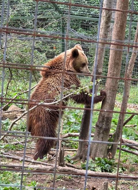       Bear held in a cage at a wildlife facility.
  