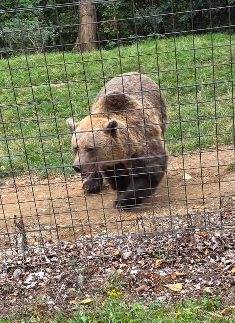       Bear walking behind a fence in a wildlife park.
  