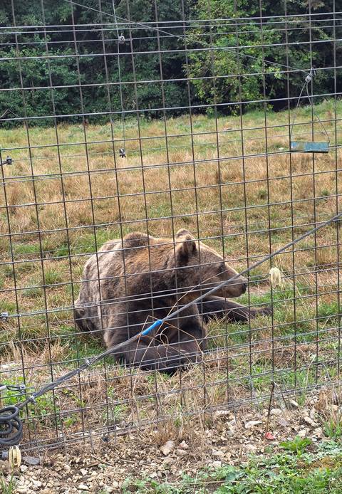       Bear resting on the ground behind a fence.
  