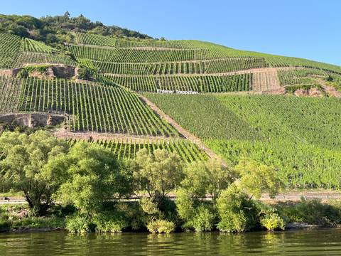 Vineyard with distinct rows of grapevines on a hillside.