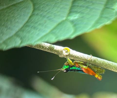 Close-up of a colorful grasshopper on a leaf.