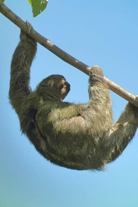       Sloth hanging from a branch.
  