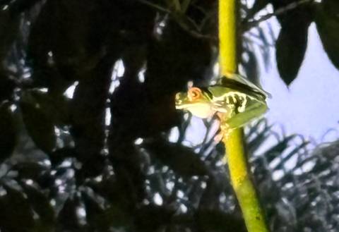 A frog on a stick in dark forest setting.