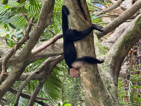 A monkey resting on a tree branch.