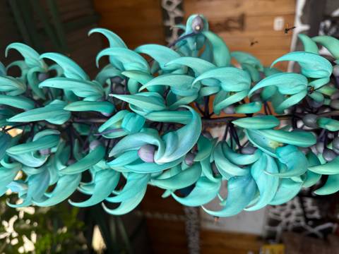 Close-up of vibrant blue jade vine flowers.