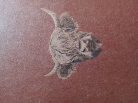 Illustration of a Highland cow on a textured background.