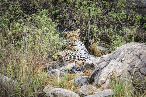 Leopard resting among rocks and bushes.