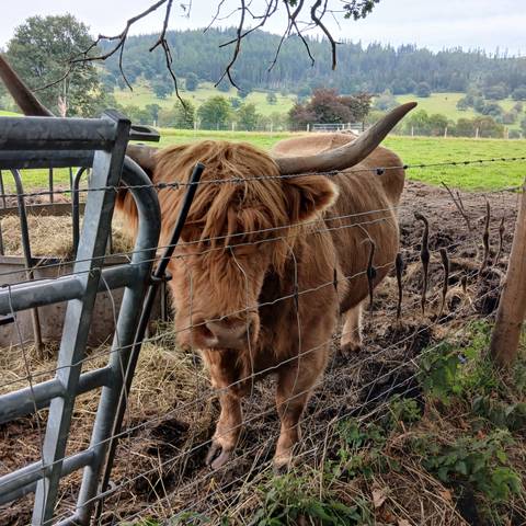 Highland cow behind a fence.