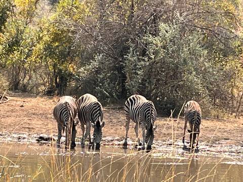Zebras drinking water at a watering hole.