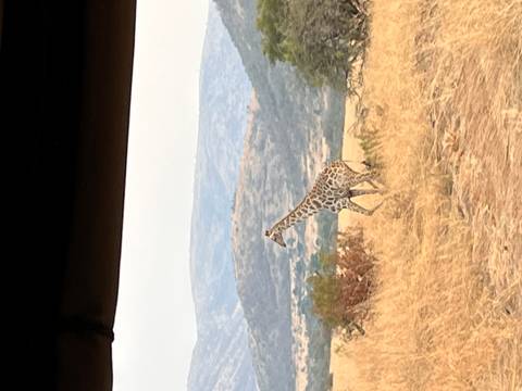 Giraffe walking on a dry savannah with hills in the background.