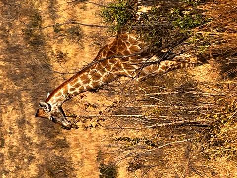 Giraffe standing amidst dry bushes.