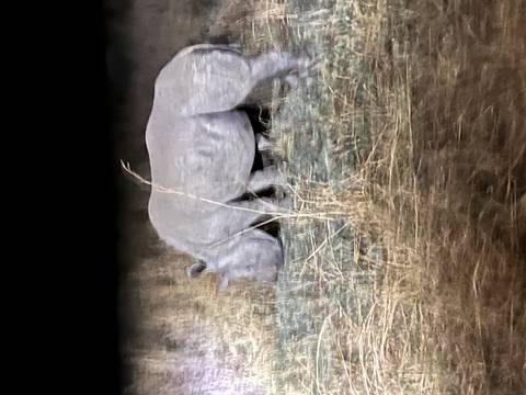 Rhino walking at night under low light conditions.