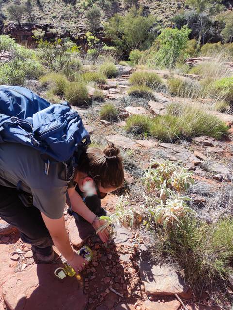       Person examining plants in a rugged landscape.
  