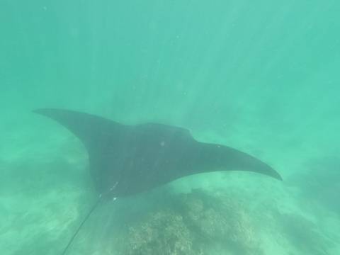       Underwater photo of a manta ray.
  